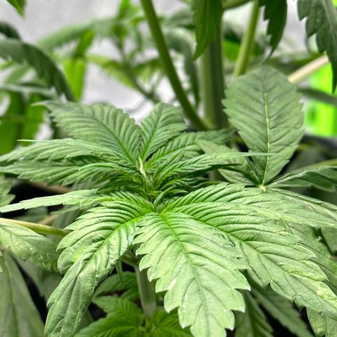 Purple Lemonade FF growlog timeline photo