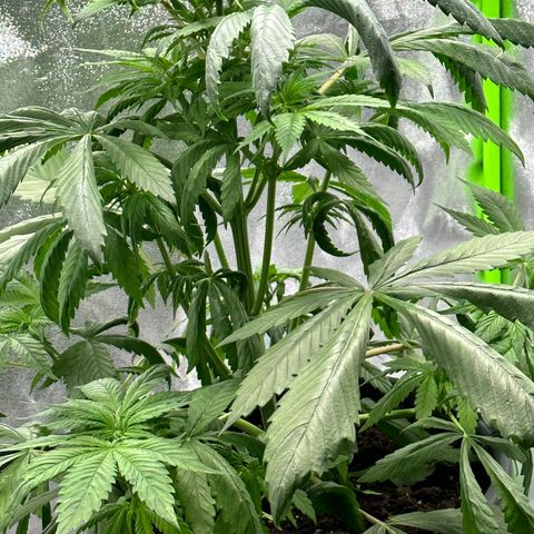Purple Lemonade FF growlog timeline photo