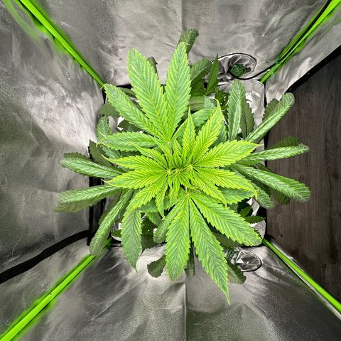 Purple Lemonade FF growlog timeline photo