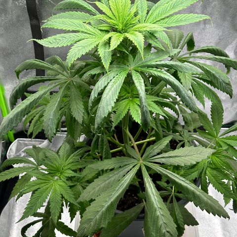 Purple Lemonade FF growlog timeline photo