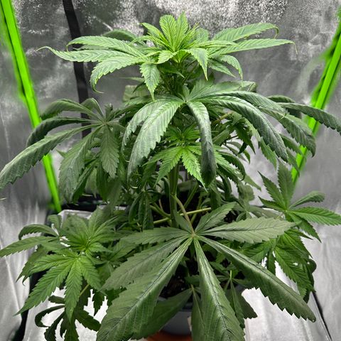 Purple Lemonade FF growlog timeline photo