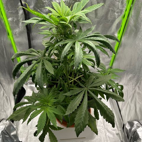 Purple Lemonade FF growlog timeline photo
