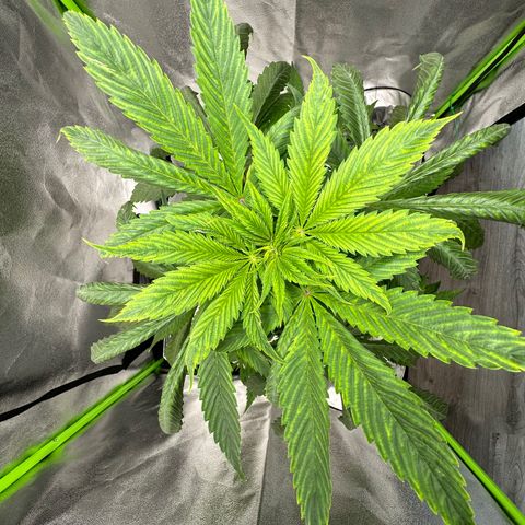 Purple Lemonade FF growlog timeline photo