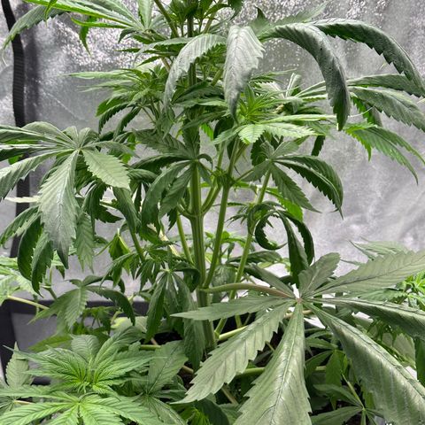 Purple Lemonade FF growlog timeline photo