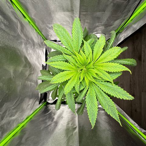 Purple Lemonade FF growlog timeline photo