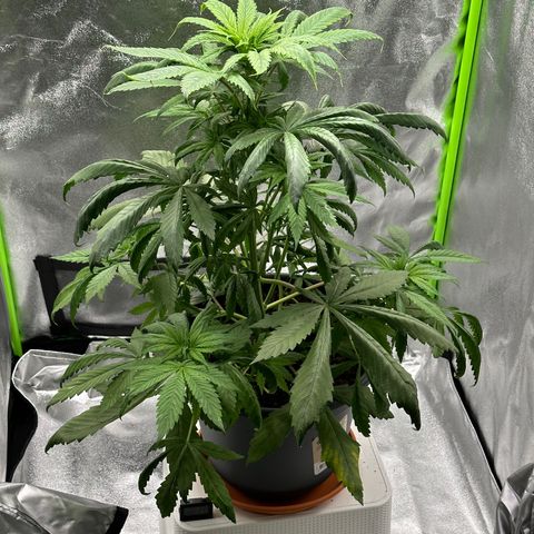 Purple Lemonade FF growlog timeline photo