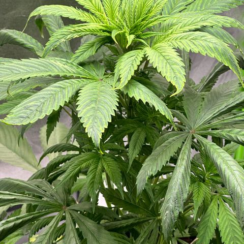 Purple Lemonade FF growlog timeline photo