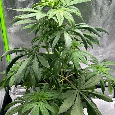 Purple Lemonade FF growlog timeline photo