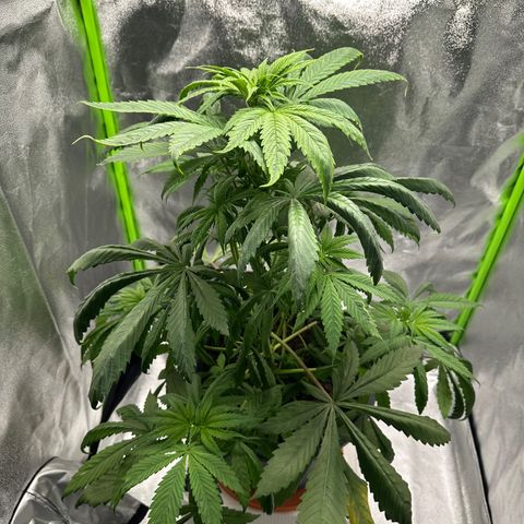 Purple Lemonade FF growlog timeline photo