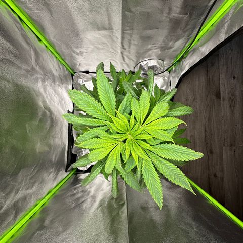 Purple Lemonade FF growlog timeline photo