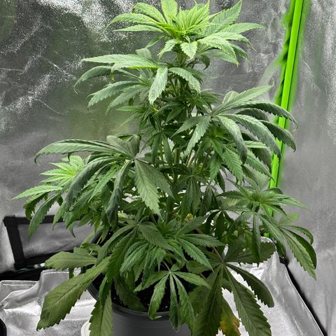 Purple Lemonade FF growlog timeline photo