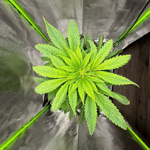 Purple Lemonade FF growlog timeline photo