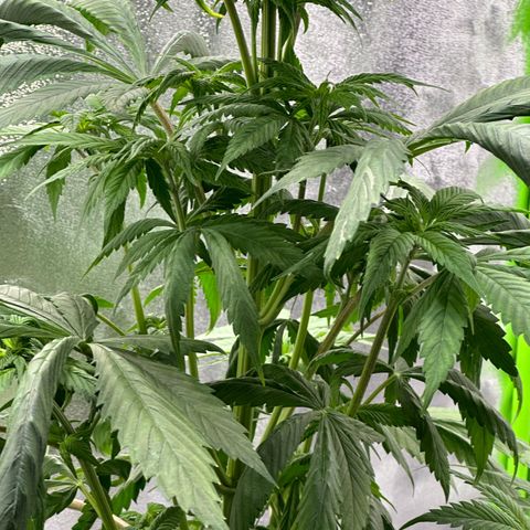 Purple Lemonade FF growlog timeline photo