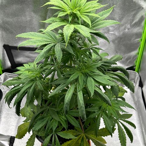 Purple Lemonade FF growlog timeline photo