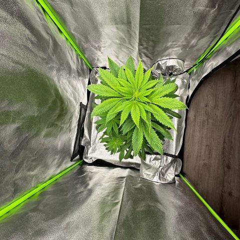 Purple Lemonade FF growlog timeline photo