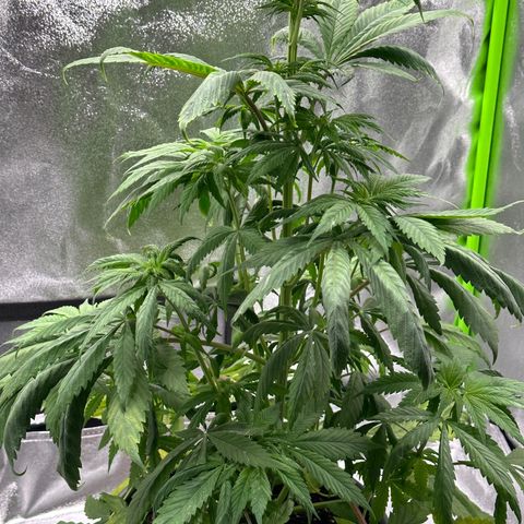 Purple Lemonade FF growlog timeline photo
