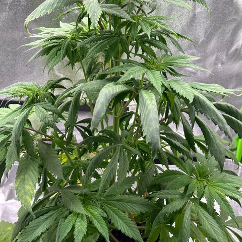 Purple Lemonade FF growlog timeline photo