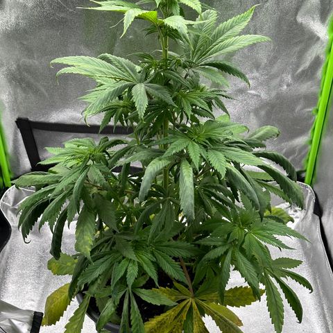 Purple Lemonade FF growlog timeline photo