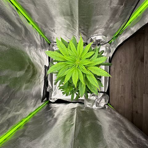 Purple Lemonade FF growlog timeline photo