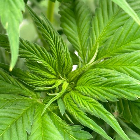 Purple Lemonade FF growlog timeline photo