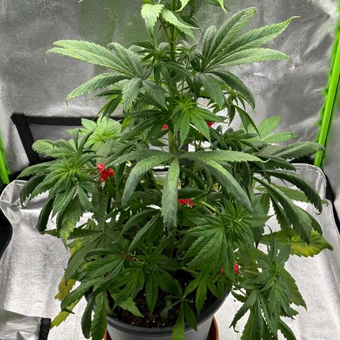 Purple Lemonade FF growlog timeline photo