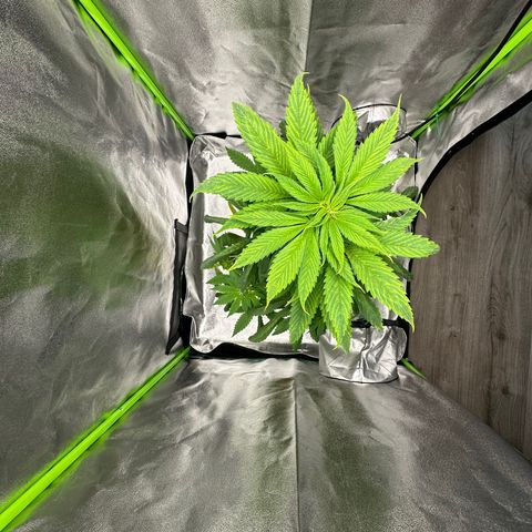 Purple Lemonade FF growlog timeline photo