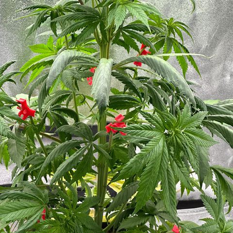 Purple Lemonade FF growlog timeline photo