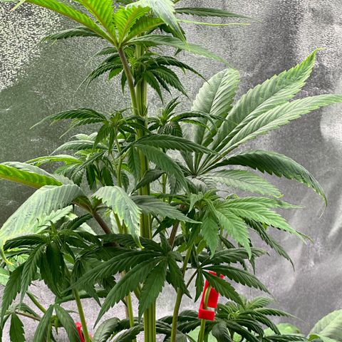 Purple Lemonade FF growlog timeline photo