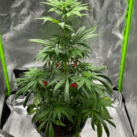 Purple Lemonade FF growlog timeline photo