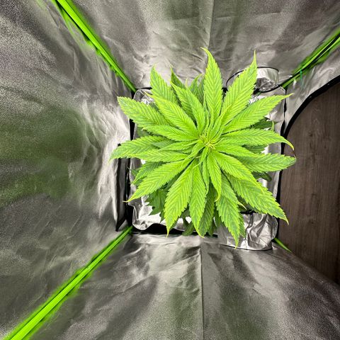 Purple Lemonade FF growlog timeline photo