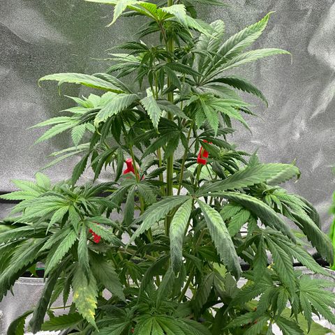 Purple Lemonade FF growlog timeline photo