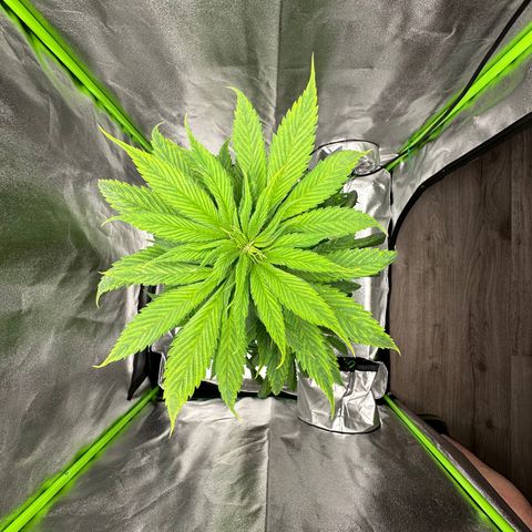 Purple Lemonade FF growlog timeline photo