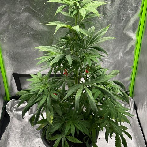 Purple Lemonade FF growlog timeline photo