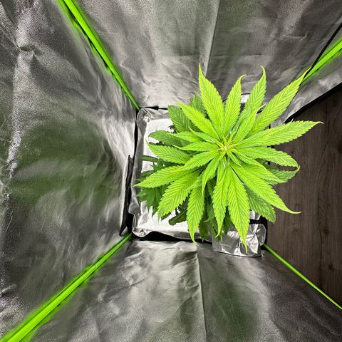 Purple Lemonade FF growlog photo: Erste Härchen zeigen sich