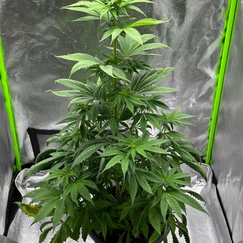 Purple Lemonade FF growlog photo: Erste Härchen zeigen sich