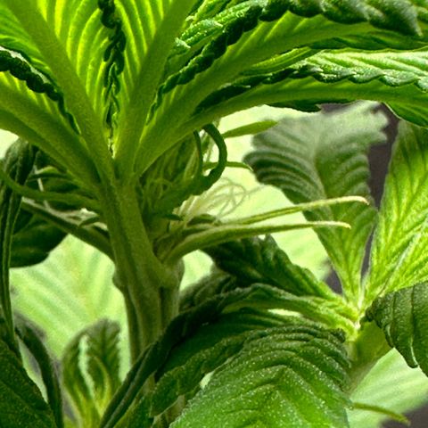 Purple Lemonade FF growlog photo: Erste Härchen zeigen sich
