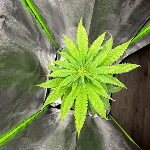 Purple Lemonade FF growlog timeline photo