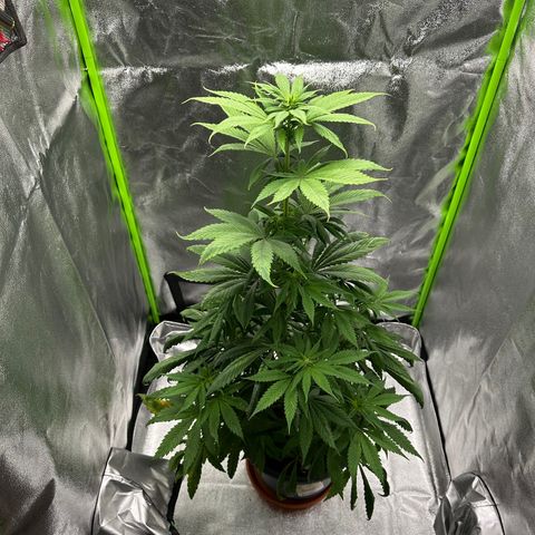 Purple Lemonade FF growlog timeline photo