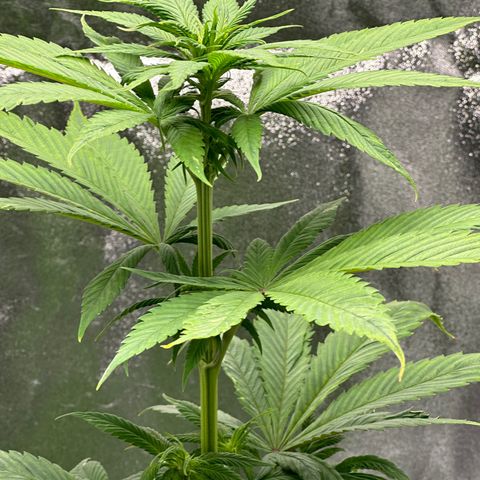 Purple Lemonade FF growlog timeline photo