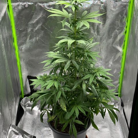 Purple Lemonade FF growlog timeline photo