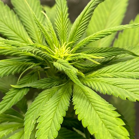Purple Lemonade FF growlog timeline photo