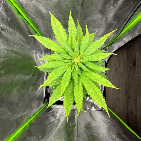 Purple Lemonade FF growlog timeline photo