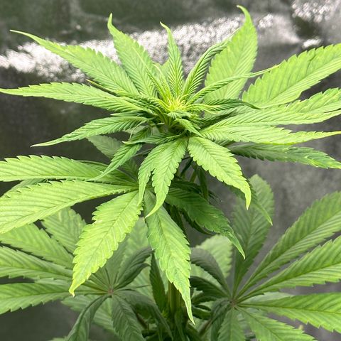 Purple Lemonade FF growlog timeline photo