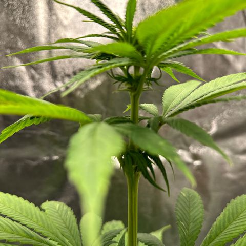 Purple Lemonade FF growlog timeline photo