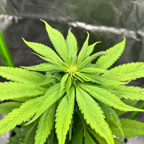 Purple Lemonade FF growlog timeline photo