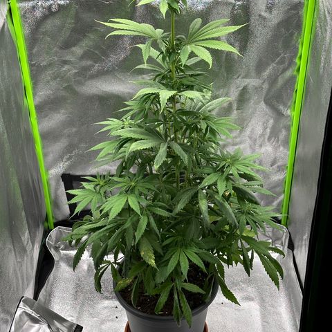Purple Lemonade FF growlog timeline photo