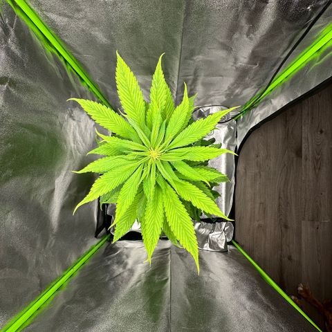 Purple Lemonade FF growlog timeline photo