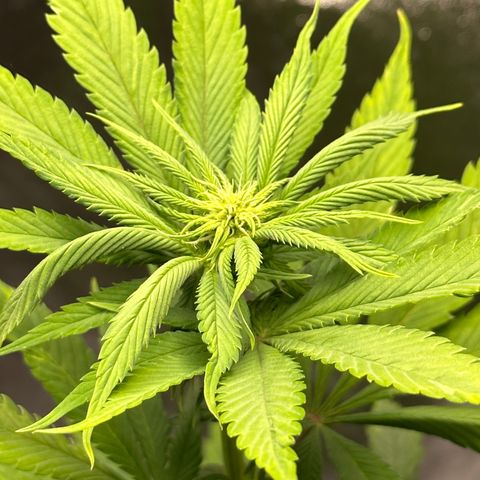 Purple Lemonade FF growlog timeline photo