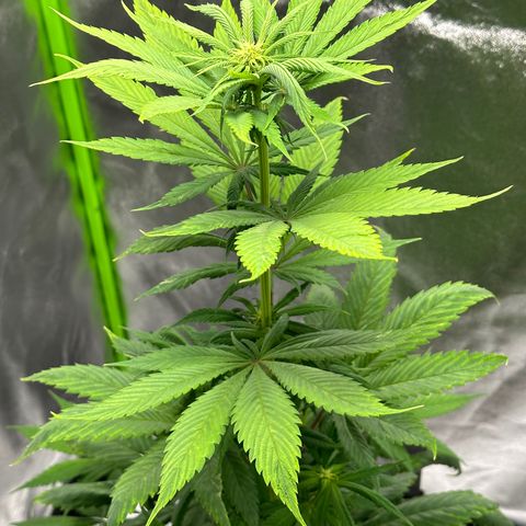Purple Lemonade FF growlog timeline photo