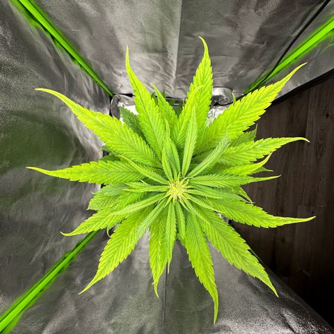 Purple Lemonade FF growlog timeline photo